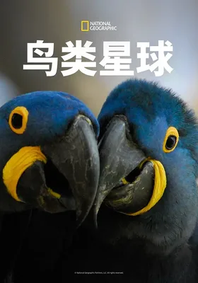 鸟类星球
