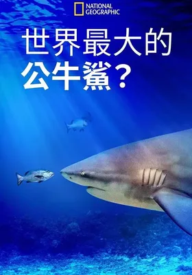 世界最大的公牛鲨